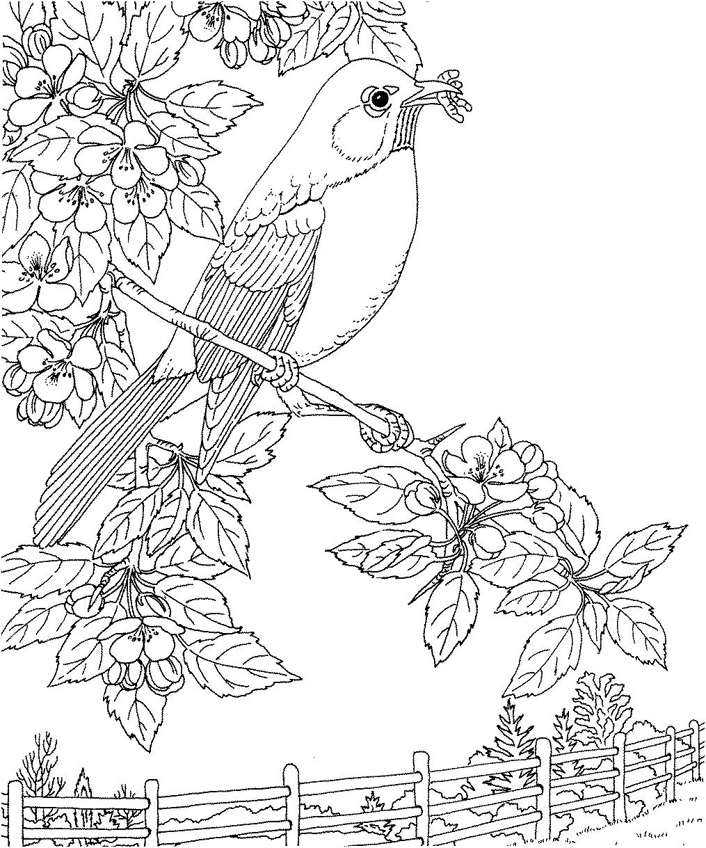 1015x1219 Bird Coloring Pages To Print View Larger Color Page Now Blog