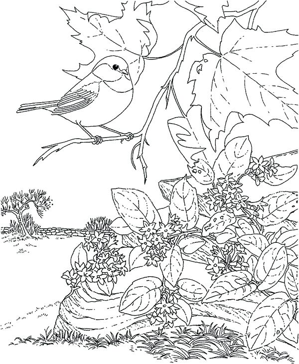 600x730 Birds Coloring Pages Beautiful Chickadee Bird Coloring Page Bird
