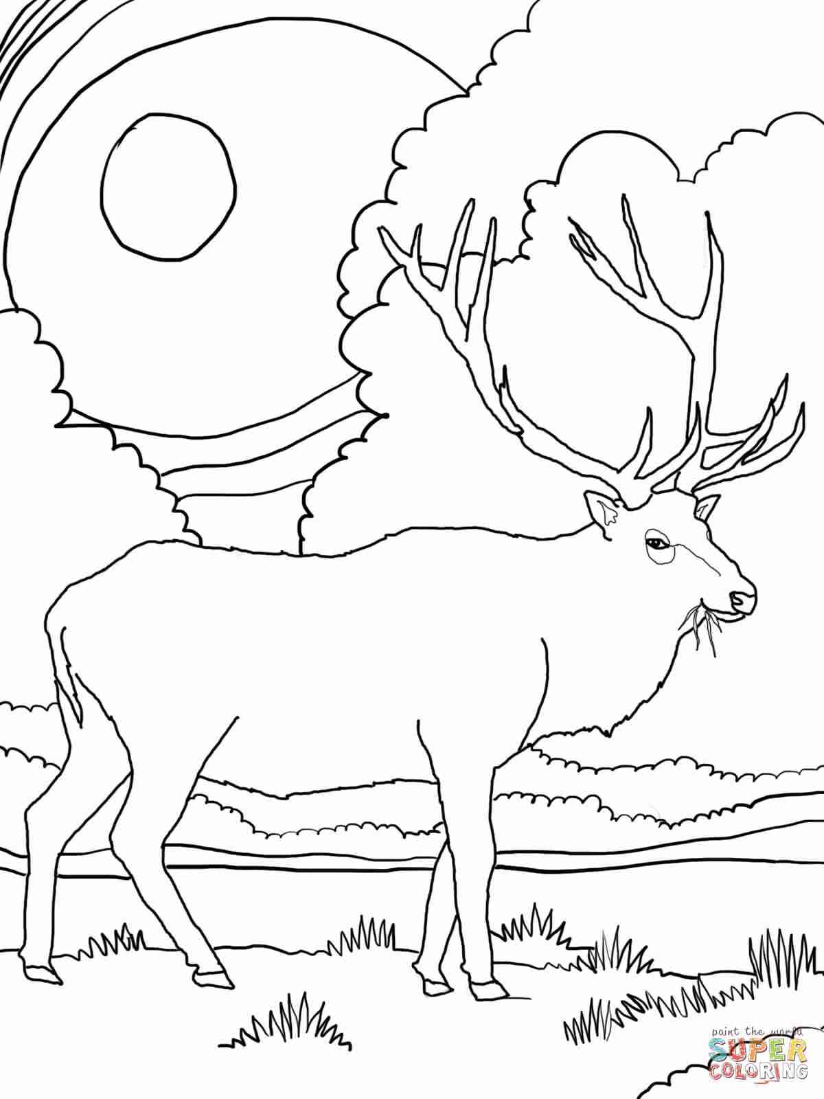 1200x1600 Rocky Mountain Elk Coloring Page Free Printable Pages Fair Olegratiy