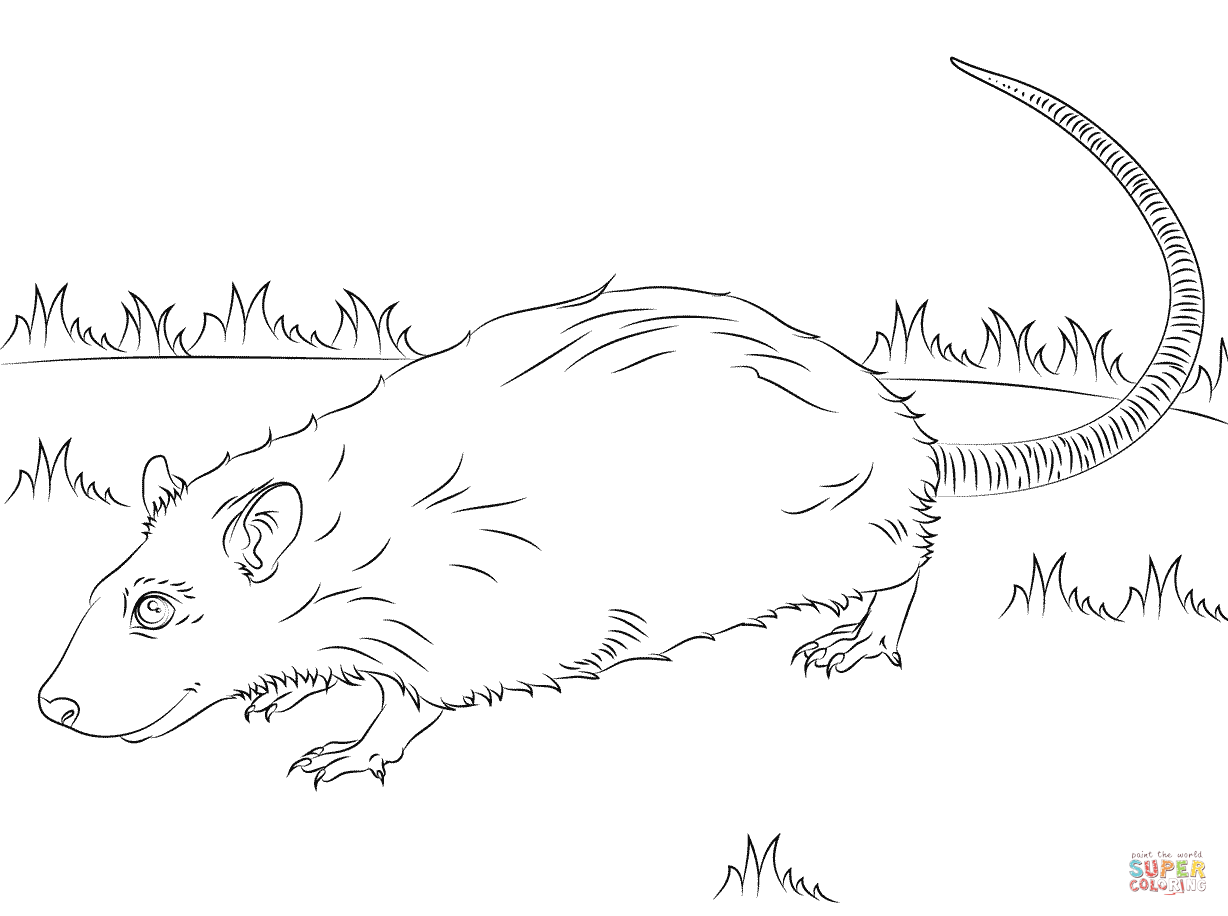1228x916 Rats Coloring Pages Free Best Of Rat
