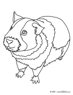 235x304 Top 25 Free Printable Guinea Pig Coloring Pages Online Cavy, Pig