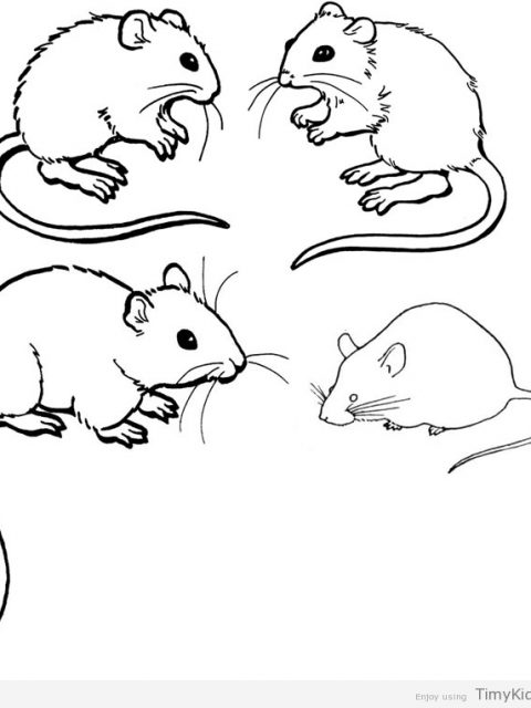 480x640 Mouse Coloring Page Timykids