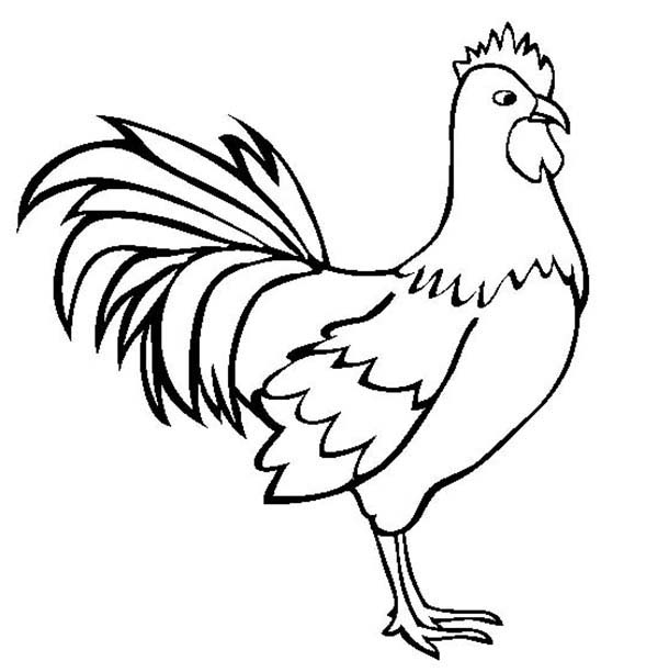 600x612 Rooster Coloring Page Fresh Rooster Coloring Pages Logo