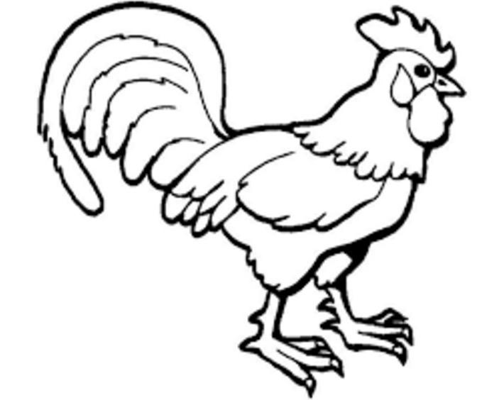 710x564 Rooster Coloring Page Amp Coloring Book