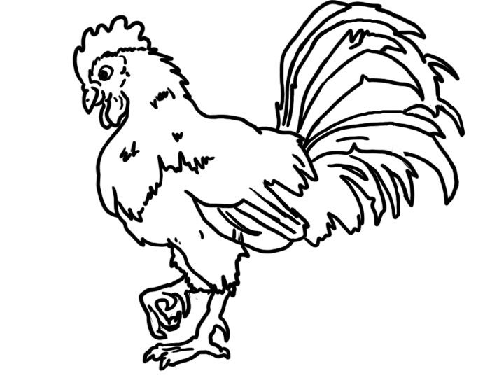 720x540 Rooster Coloring Page Bird Online Coloring Pages Page 1 Clipart