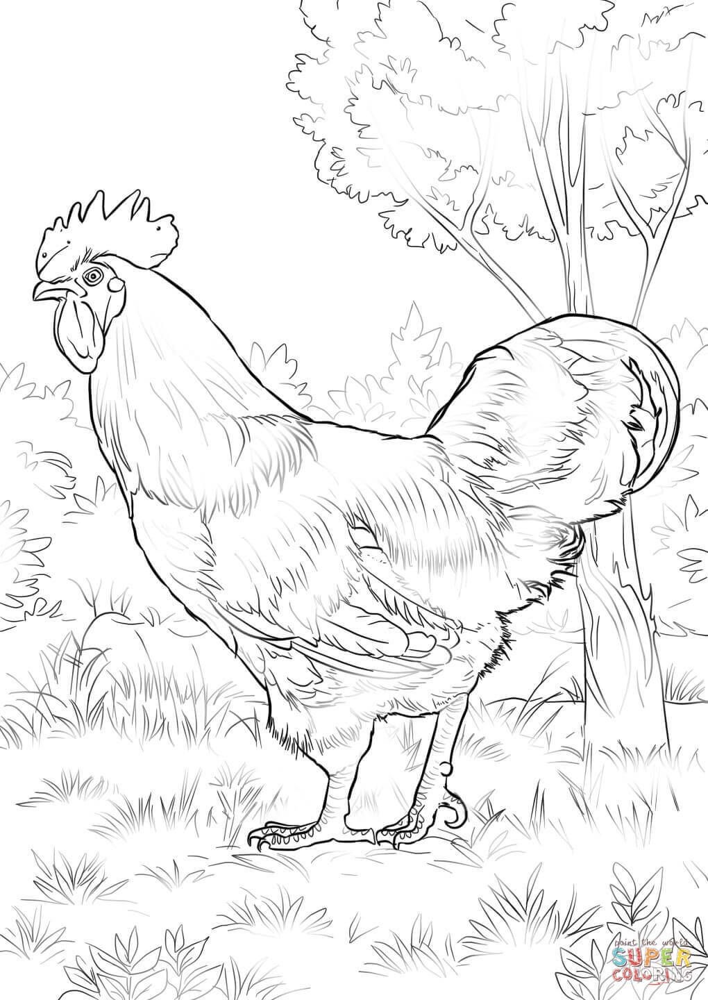 1020x1440 New Rhode Island Red Rooster Coloring Page Free Coloring Pages