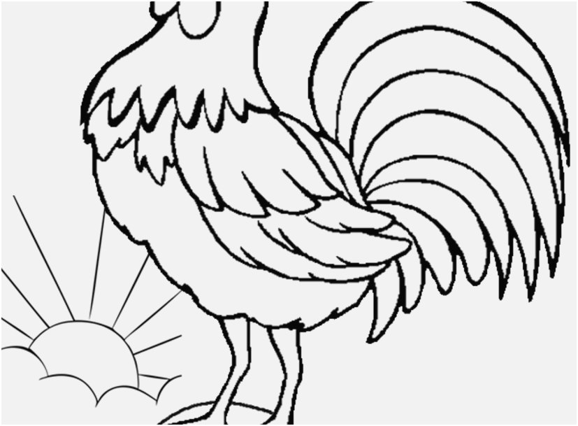 827x609 Rooster Coloring Page Shoot Crowing Rooster Farm Animal Coloring
