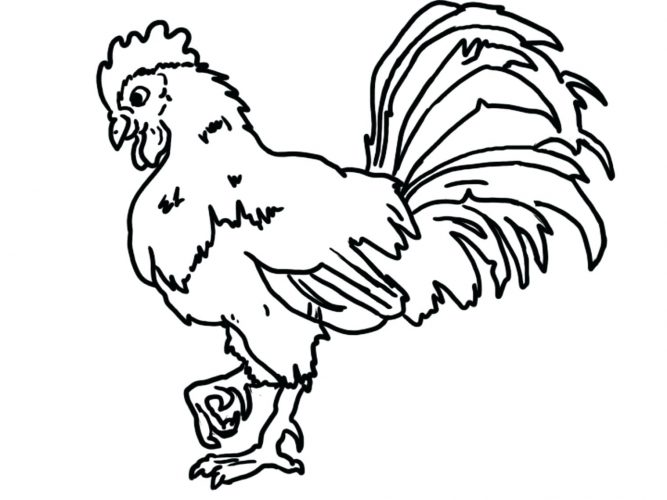 667x500 Coloring Pages Rooster Coloring Page. Rooster Craft Coloring