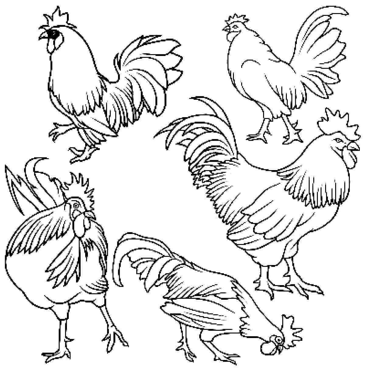 1200x1216 Rooster Coloring Pages To Print Tagged With Chicken Coloring Pages