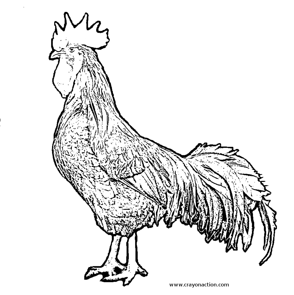 959x962 Shrewd Year Of The Rooster Coloring Page Crayon Action Pages