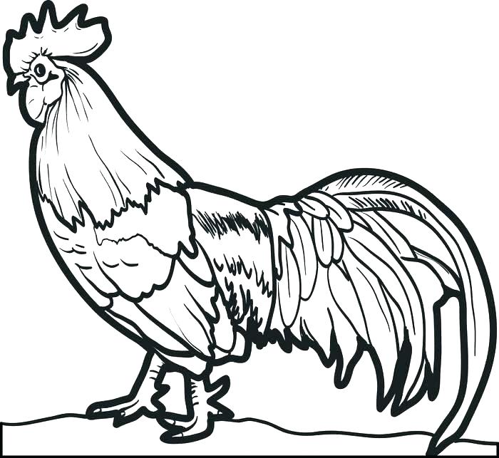 700x643 Hen Coloring Pages Rooster Coloring Pages Rooster Coloring Page
