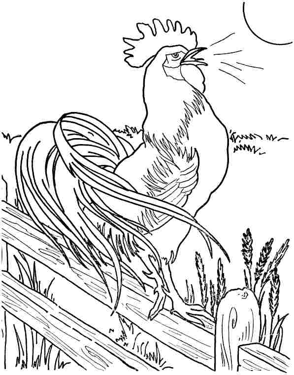 597x760 14 Images Of Rooster Coloring Page Preschool