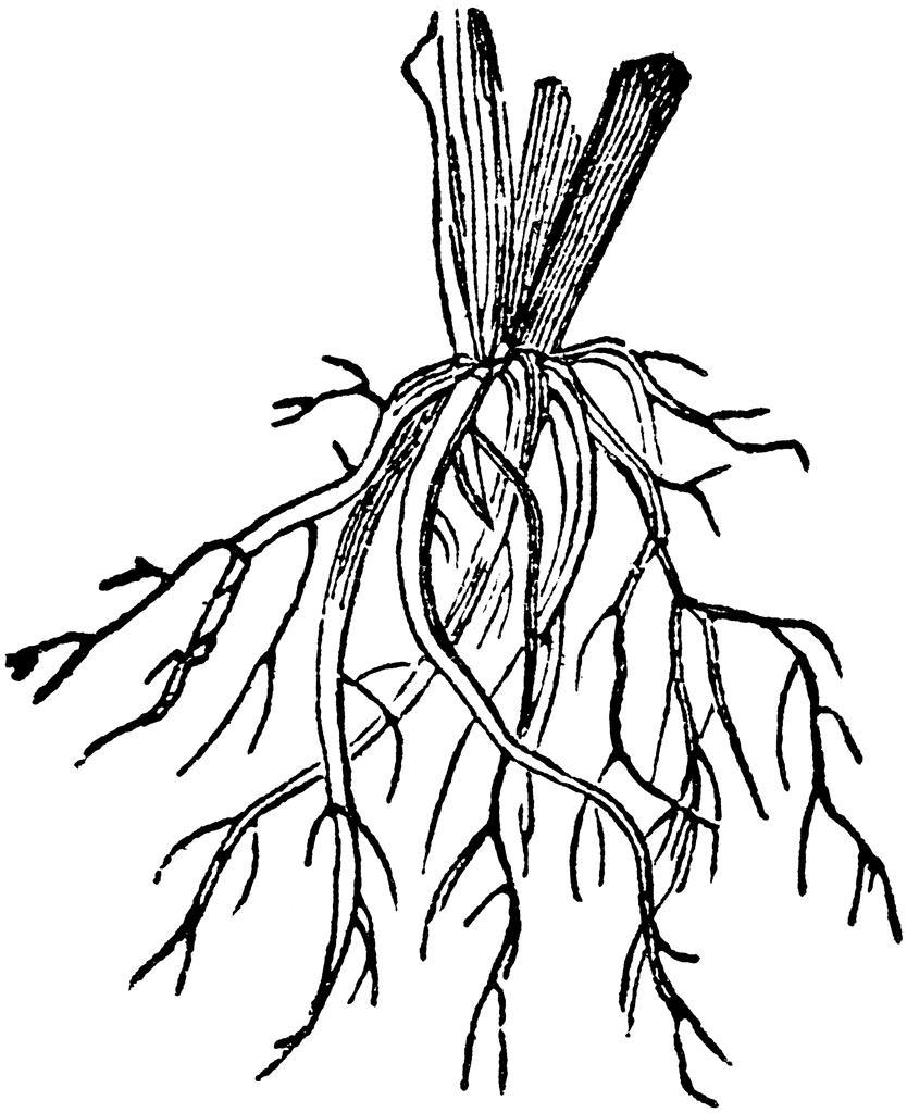 834x1024 Flower Roots Coloring Page