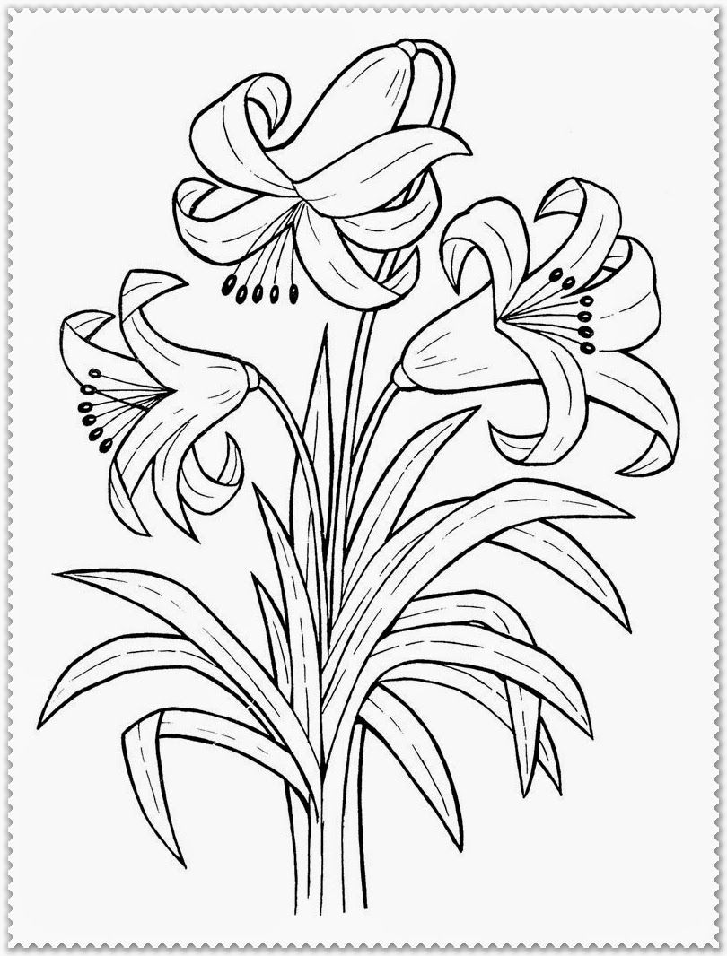 810x1066 Astonishing Realistic Flower Coloring Page Picture Of Roots Ideas