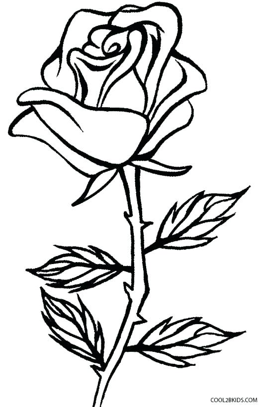 531x820 Rose Color Pages Coloring Roses Rose Coloring Sheets Rose Coloring