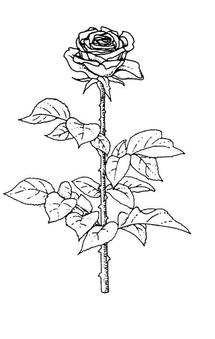 445x700 Rose Art Coloring Pages