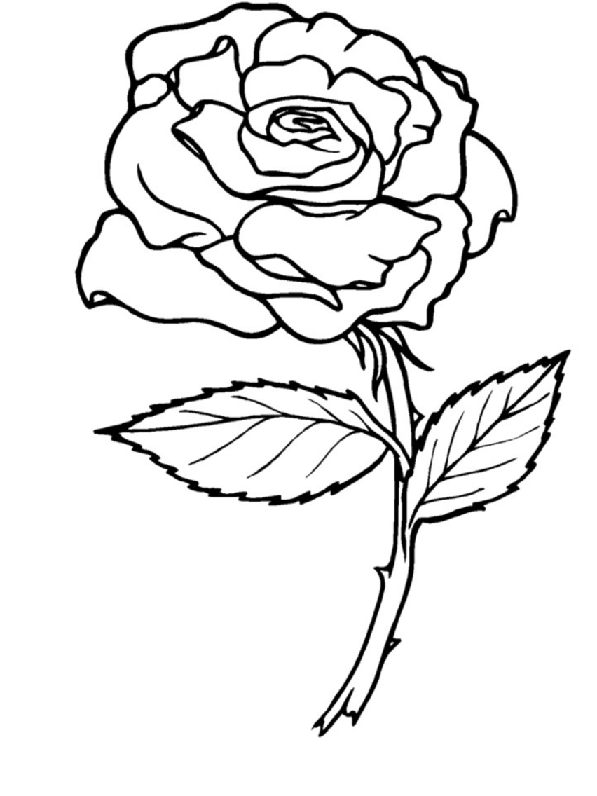 852x1136 Easy Free Coloring Pages Of Roses And Heart Rose Banner Colouring