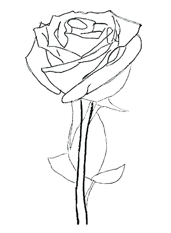 600x815 Coloring Pages Of Roses Coloring Pages Rose Rose Flower Coloring