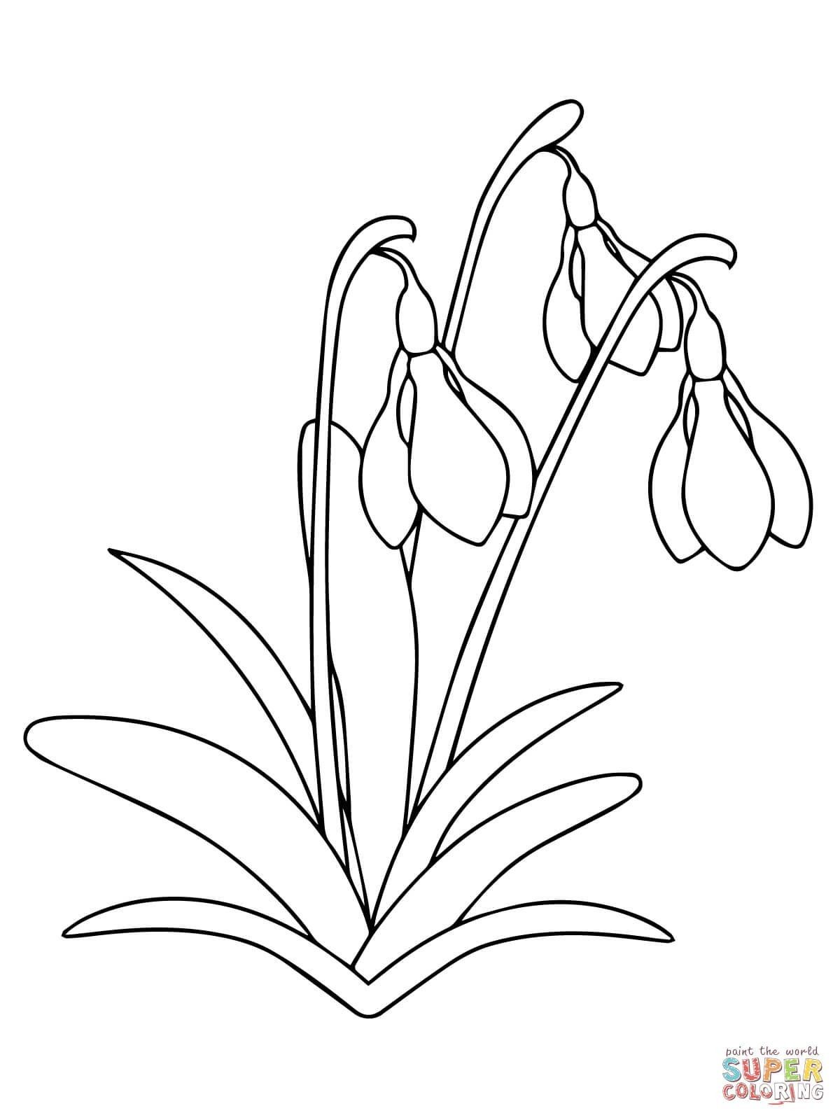 1200x1600 Marvelous Rose Bud Flower Coloring For Kids Fresh Snowdrop Pict