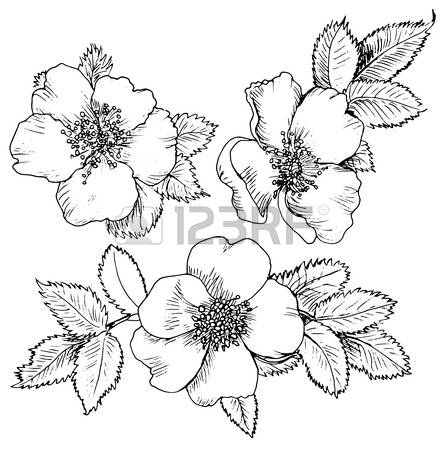 444x450 Drawn Rose Bush Wild Rose 3425242