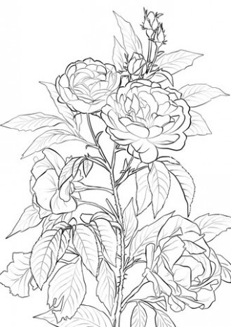 329x465 Duchesse De Brabant Rose Bush Coloring Page . @ Just Coloring