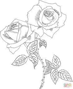 235x286 Cecile Brunner Or Polyantha Rose Bush Coloring Page Digi'S