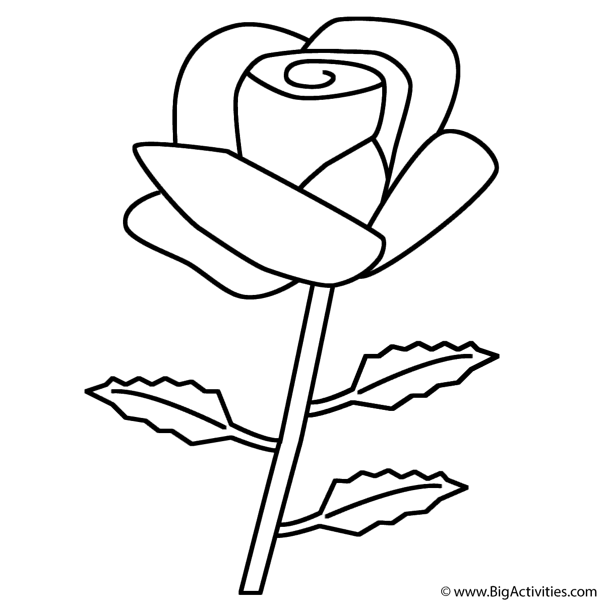 1200x1200 Rose