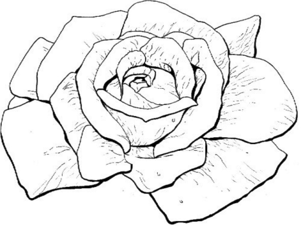 1024x768 Free Printable Roses Coloring Pages For Kids In Rose Acpra