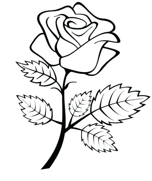 500x594 Rose Flower Coloring Pages 13