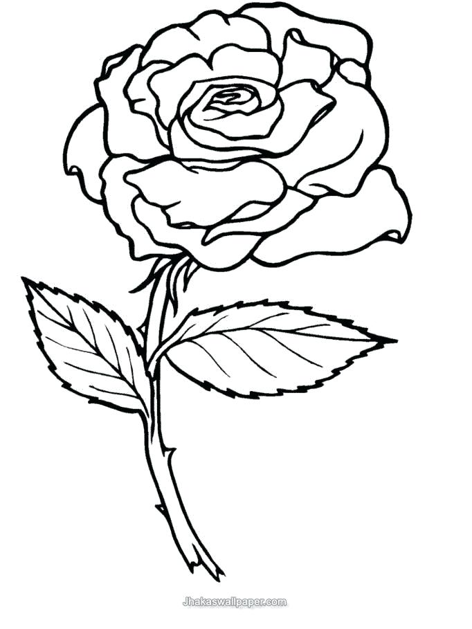 682x909 Rose Flower Coloring Pages Rose Flower Coloring Pages