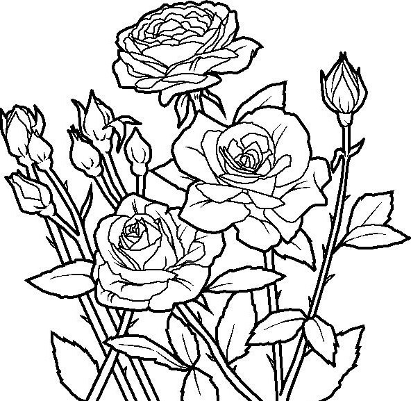 592x577 Rose Flower Coloring Pages Printable 36 Cool Flower Coloring Pages
