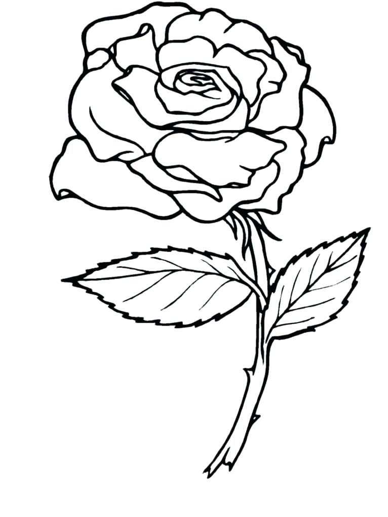 766x1021 Rose Flower Coloring Pages