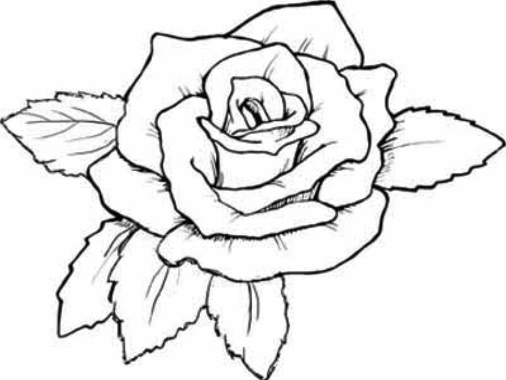 1024x768 Coloring Pages Rose Wagashiya