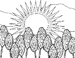 300x231 Sunny Rose Garden Coloring Pag