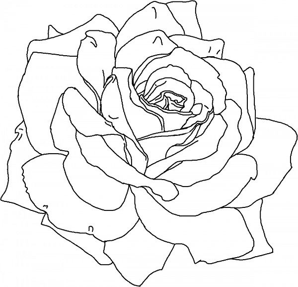 600x577 Rose Garden Coloring Pages Coloring Kids Rose