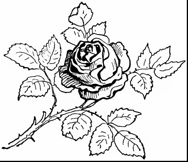 625x539 Top 10 Beautiful Rose Coloring Pages Drawing