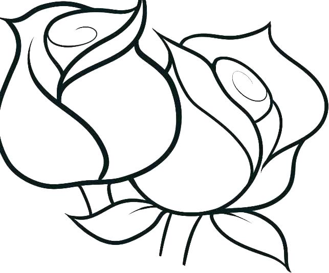 643x535 Coloring Book Rose