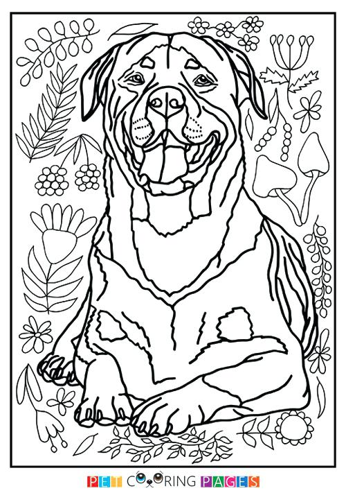 500x711 Rottweiler Coloring Pages