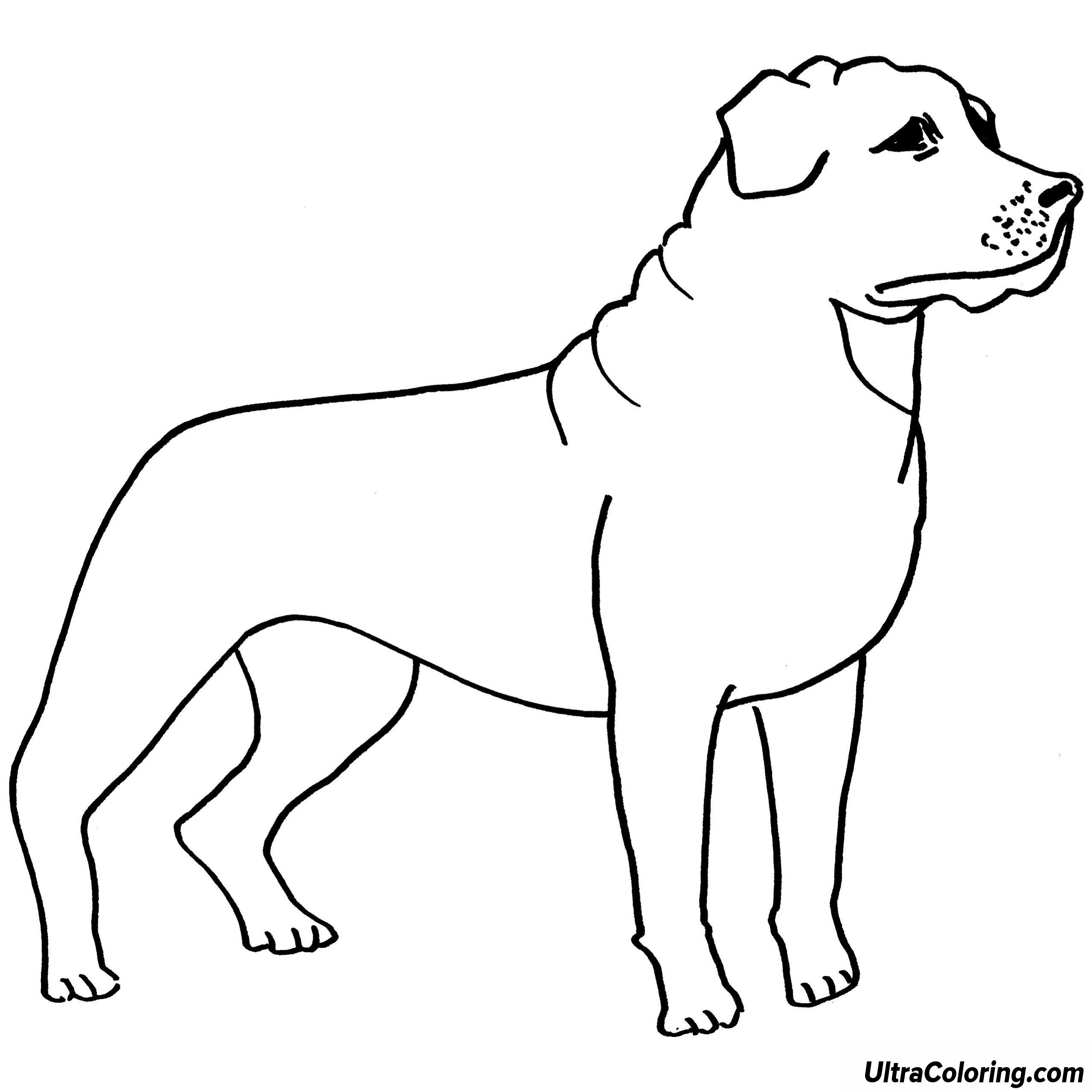 2560x2560 Rottweiler Coloring Pages Large Blank Sheet Template Printable