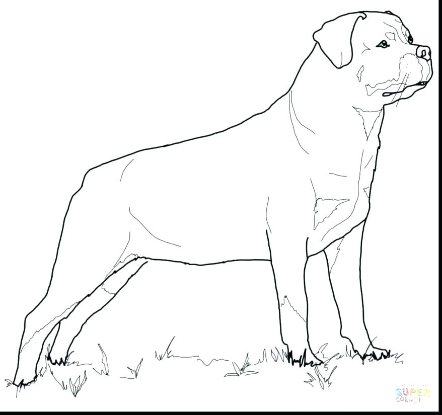 878x825 Rottweiler Coloring Pages Coloring Pages Of Pit Bulls Coloring