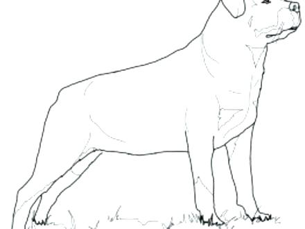 440x330 Rottweiler Coloring Pages Rottweiler Animal Coloring Pages