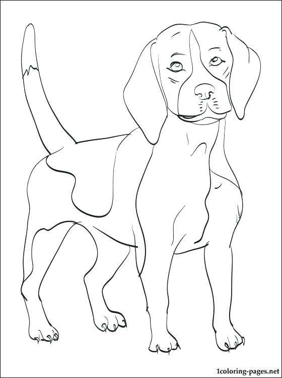 560x750 Beagle Coloring Pages Rottweiler Animal Coloring Pages Beagle