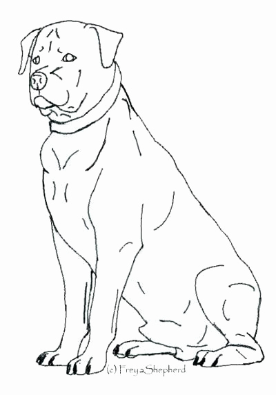 400x572 Pitbull Coloring Pages Kjnoons Rottweiler Coloring Pages