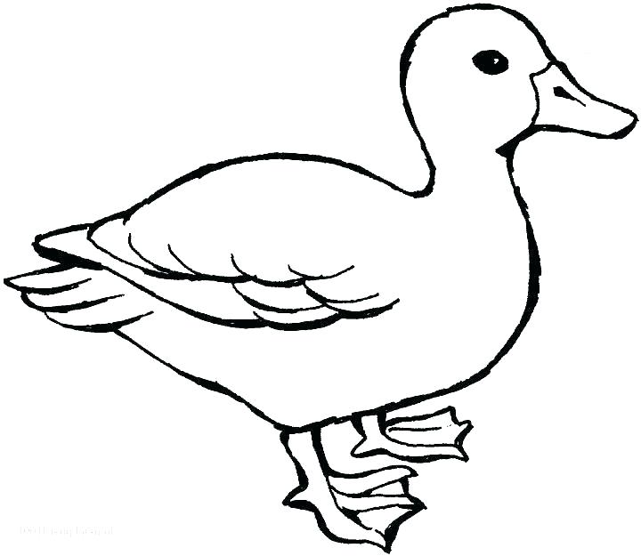 720x625 Coloring Pages Duck Rubber Duck Coloring Page Duck Coloring Page