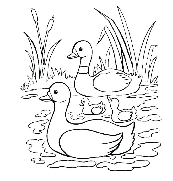 728x760 Rubber Duck Colouring Simple Free Printable Coloring Pages