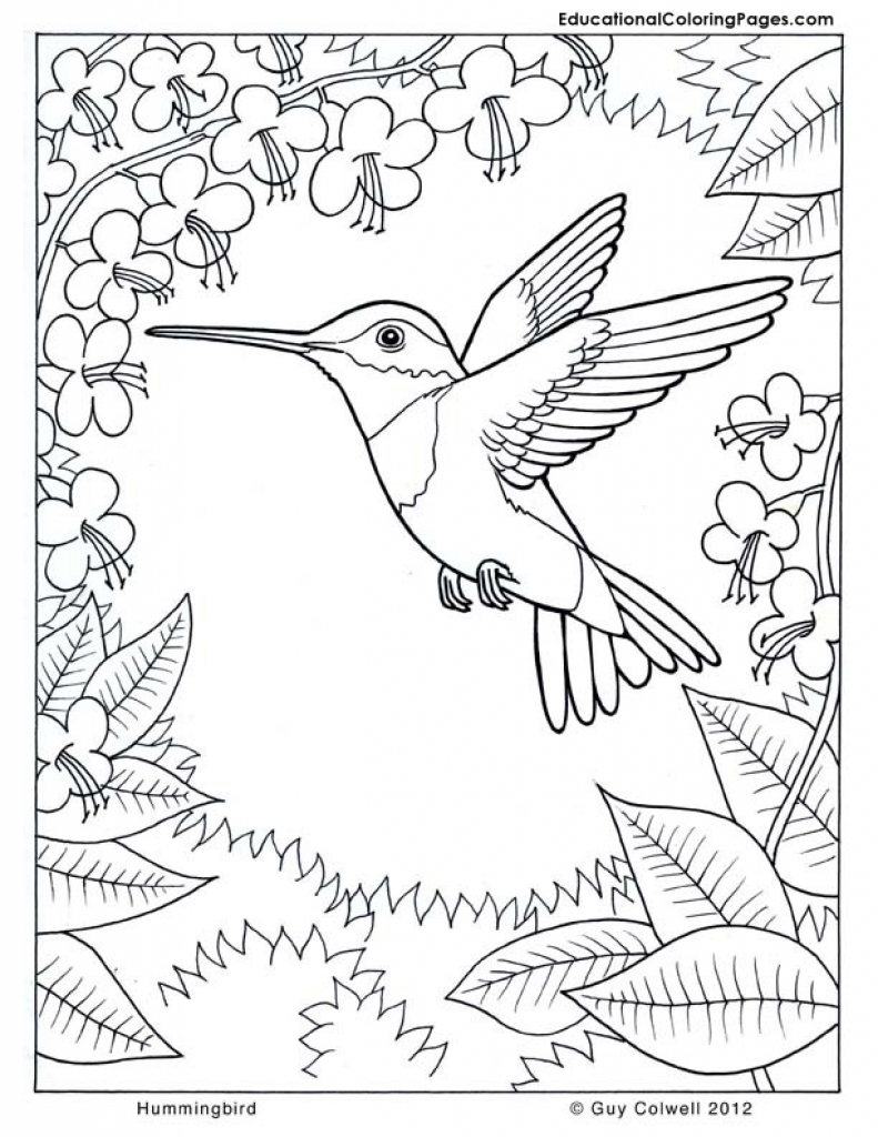 791x1024 Difficult Hummingbird Coloring Page For Older Kids Animal