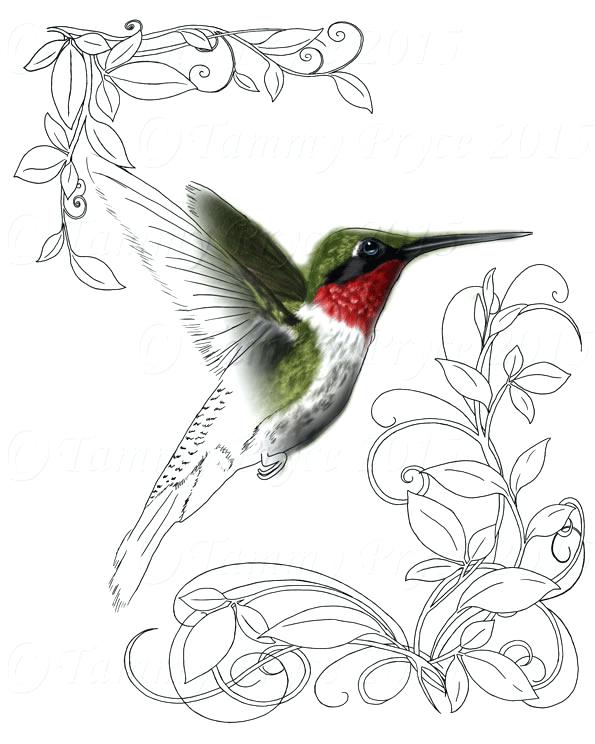 595x744 Hummingbird Coloring Pages As Unique Hummingbird Realistic