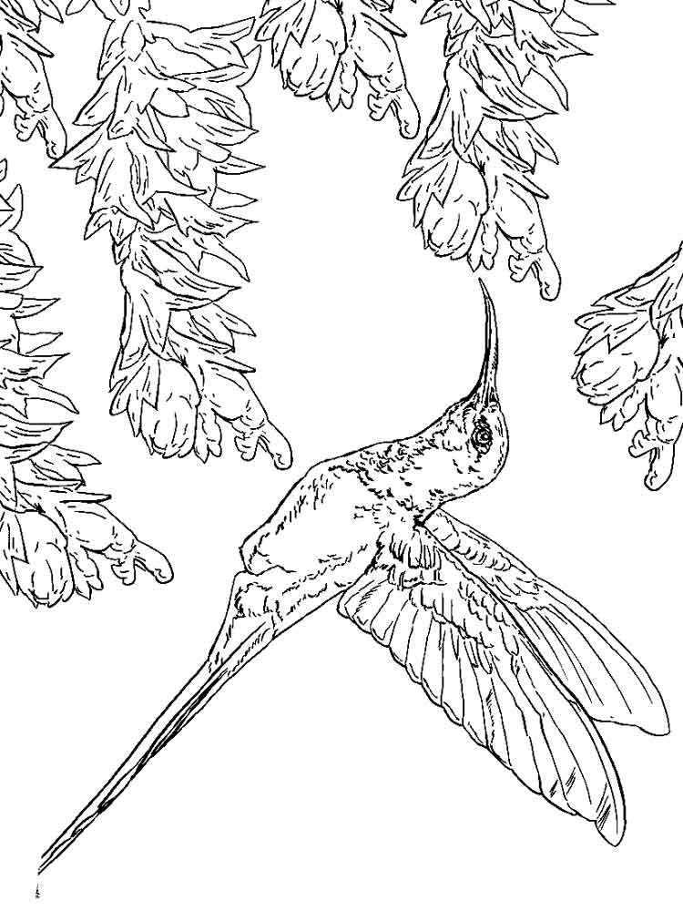 750x1000 Hummingbird Coloring Pages. Download And Print Hummingbird