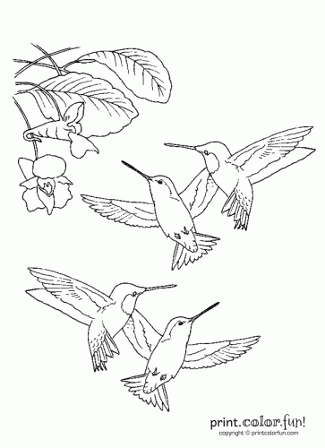 363x500 Hummingbirds Printable Coloring Page Printables Amp Pretties