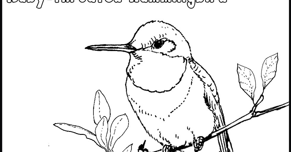 980x514 Ruby Throated Hummingbird Coloring Pages